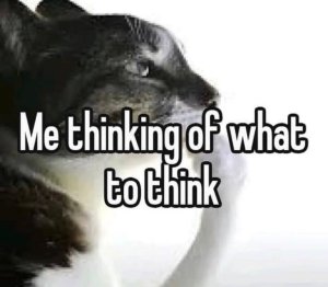 a cat thinks what to think